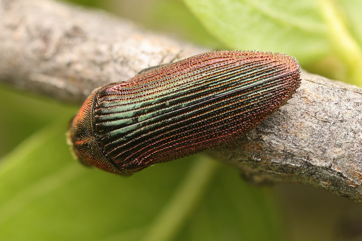 Acmaeodera viridaenea 