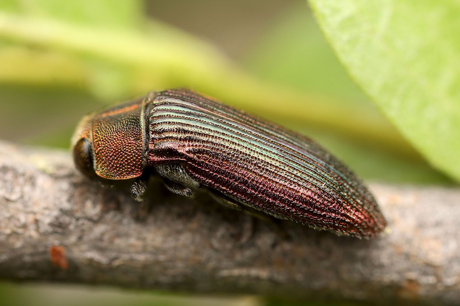 Acmaeodera viridaenea 