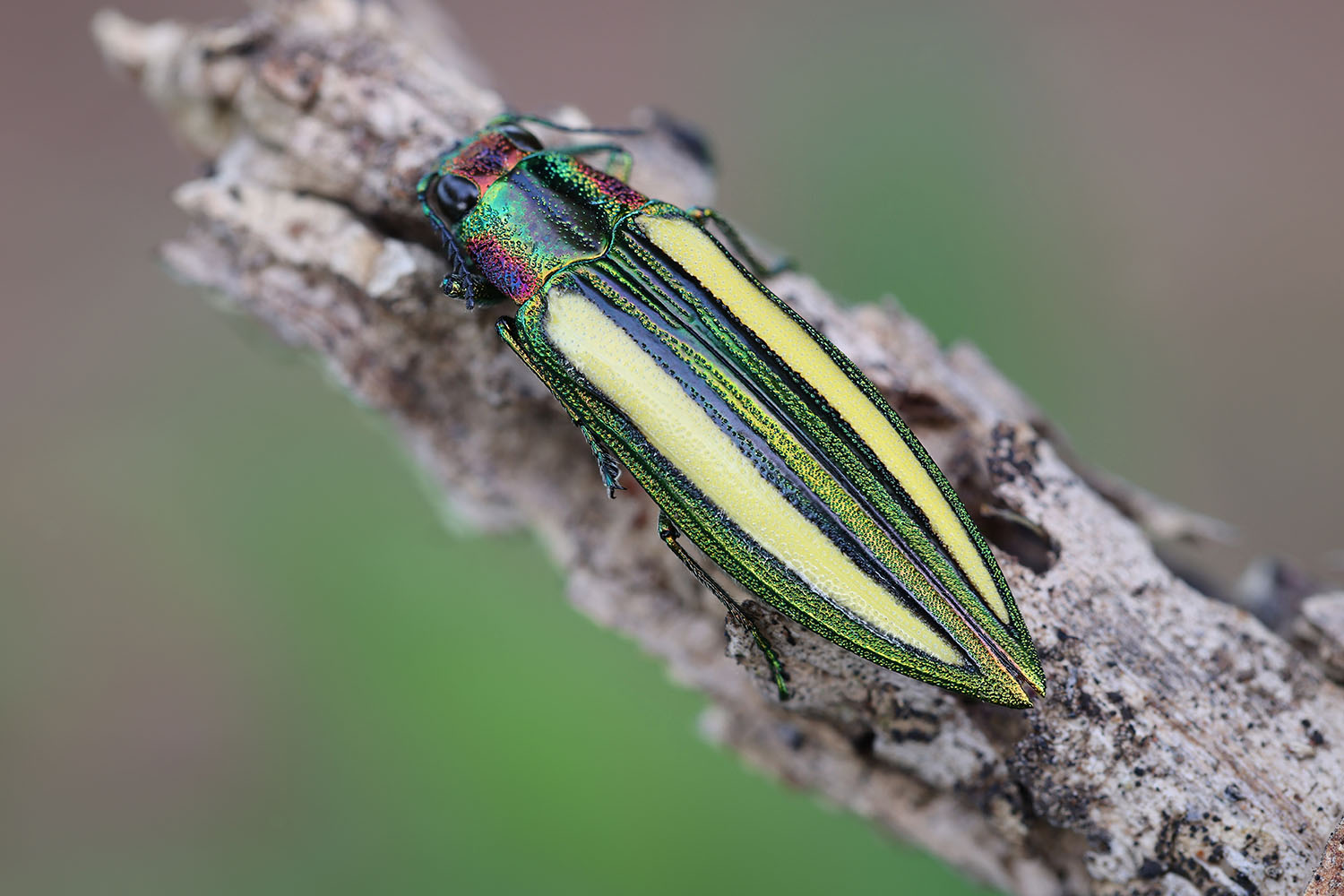 Afrochroa lepida 