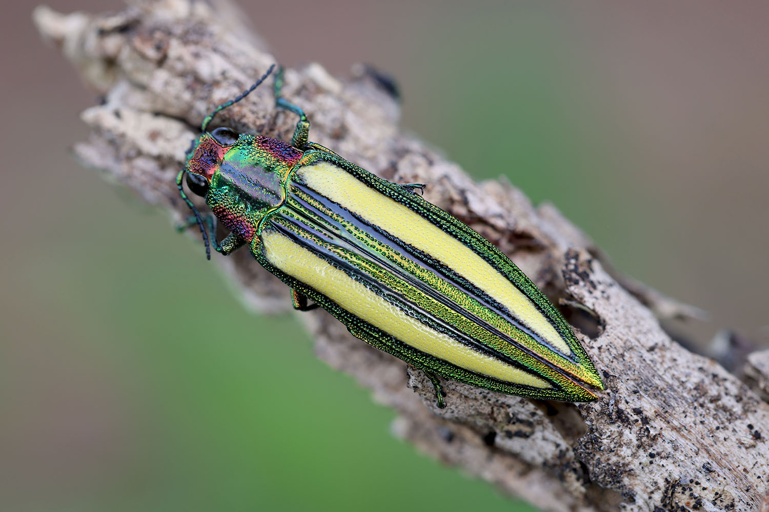 Afrochroa lepida 