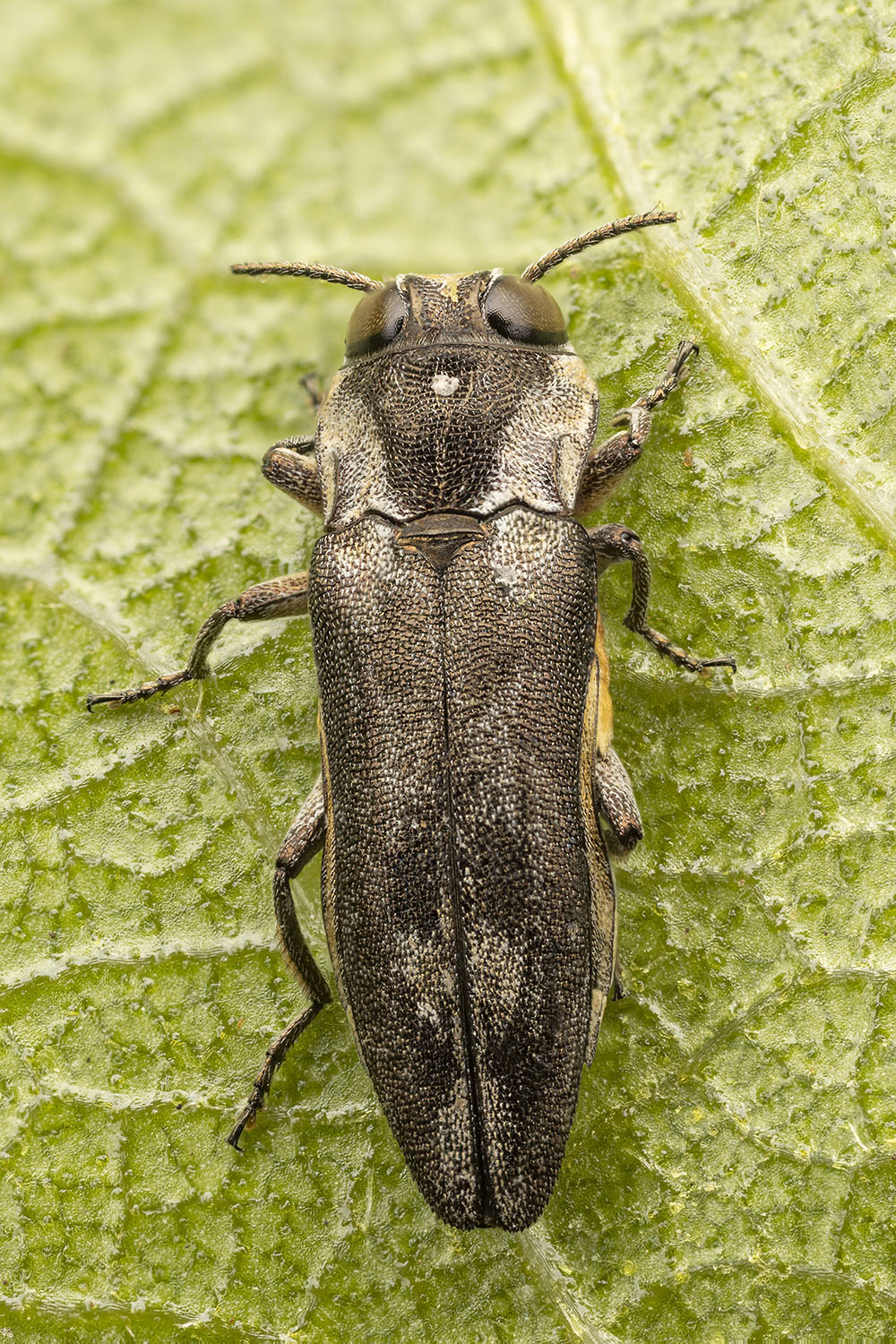 Agrilus sp03 