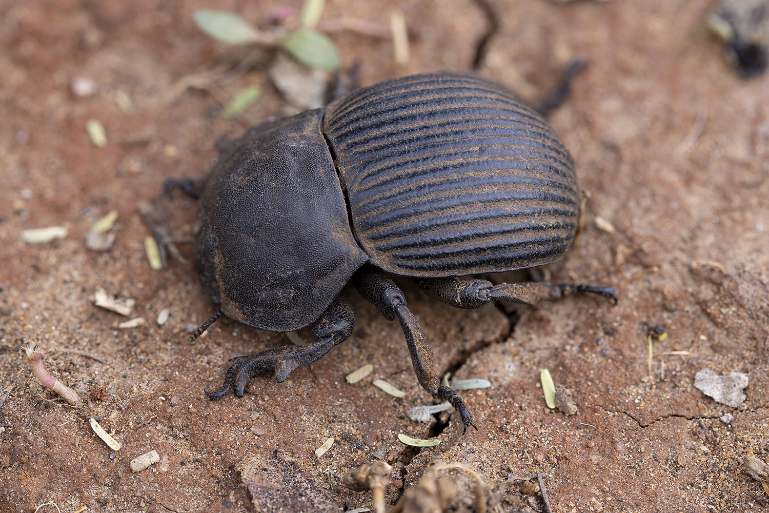 Anomalipus elephas 