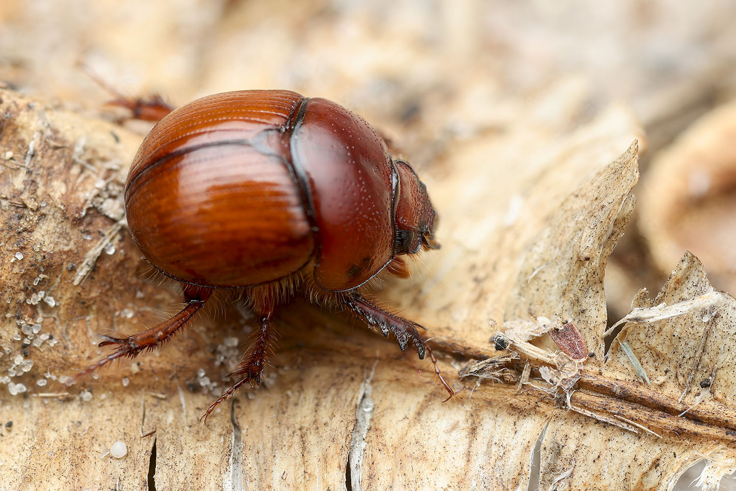 Bolbaffer namibiensis 