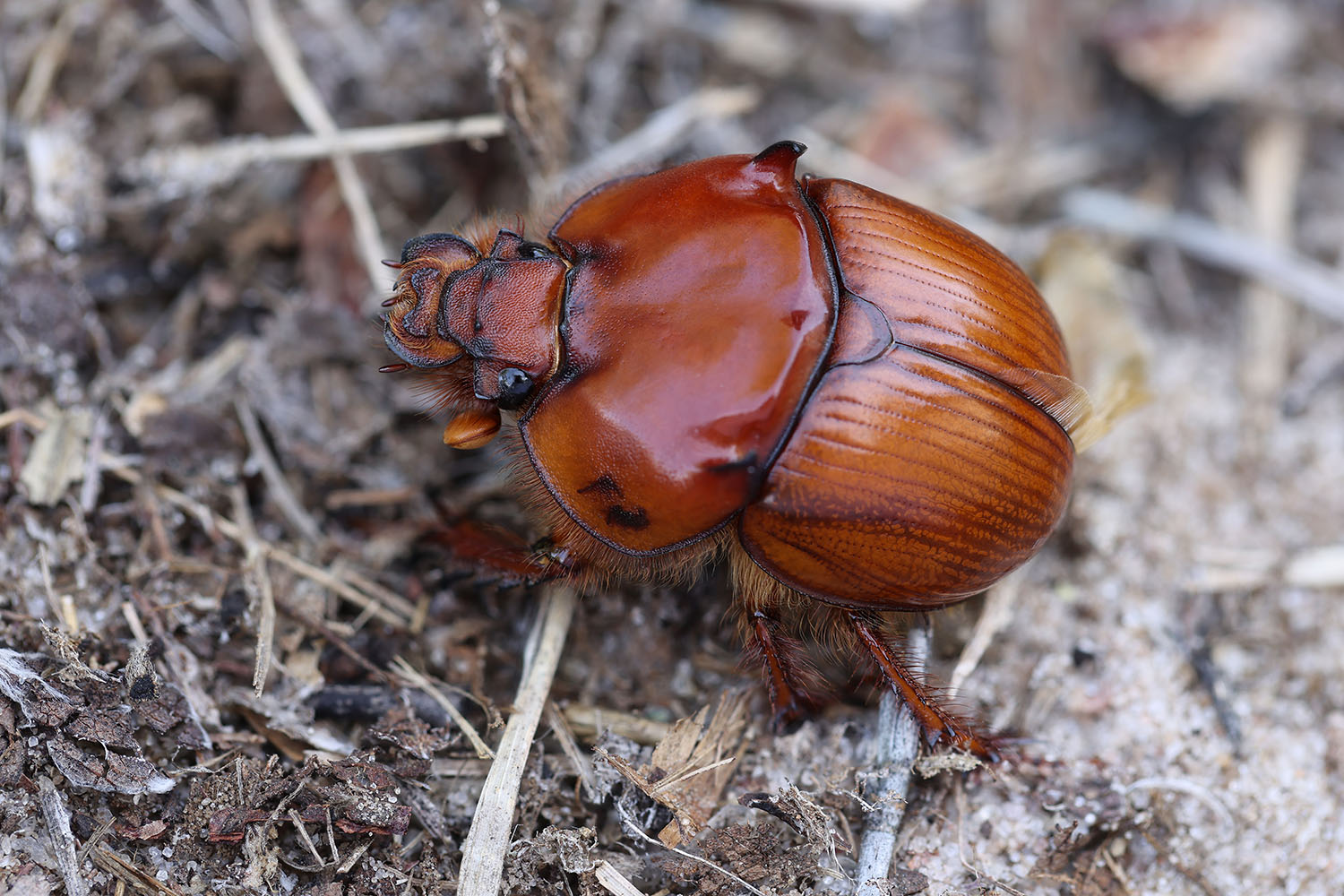 Bolbaffer namibiensis 