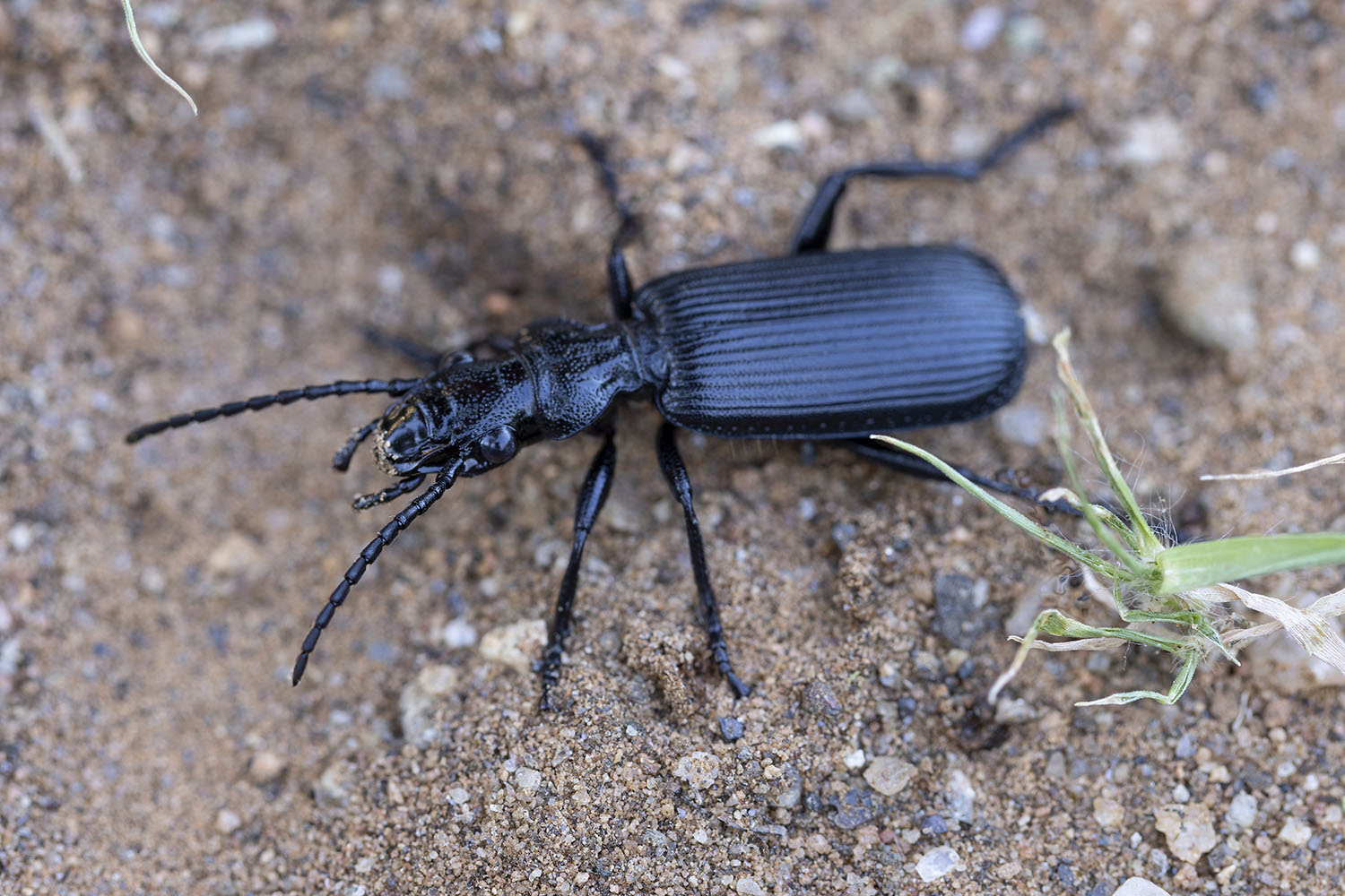 Carabidae sp07 