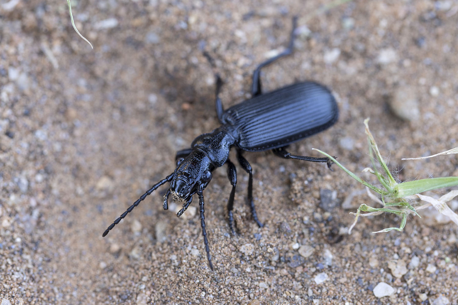 Carabidae sp07 