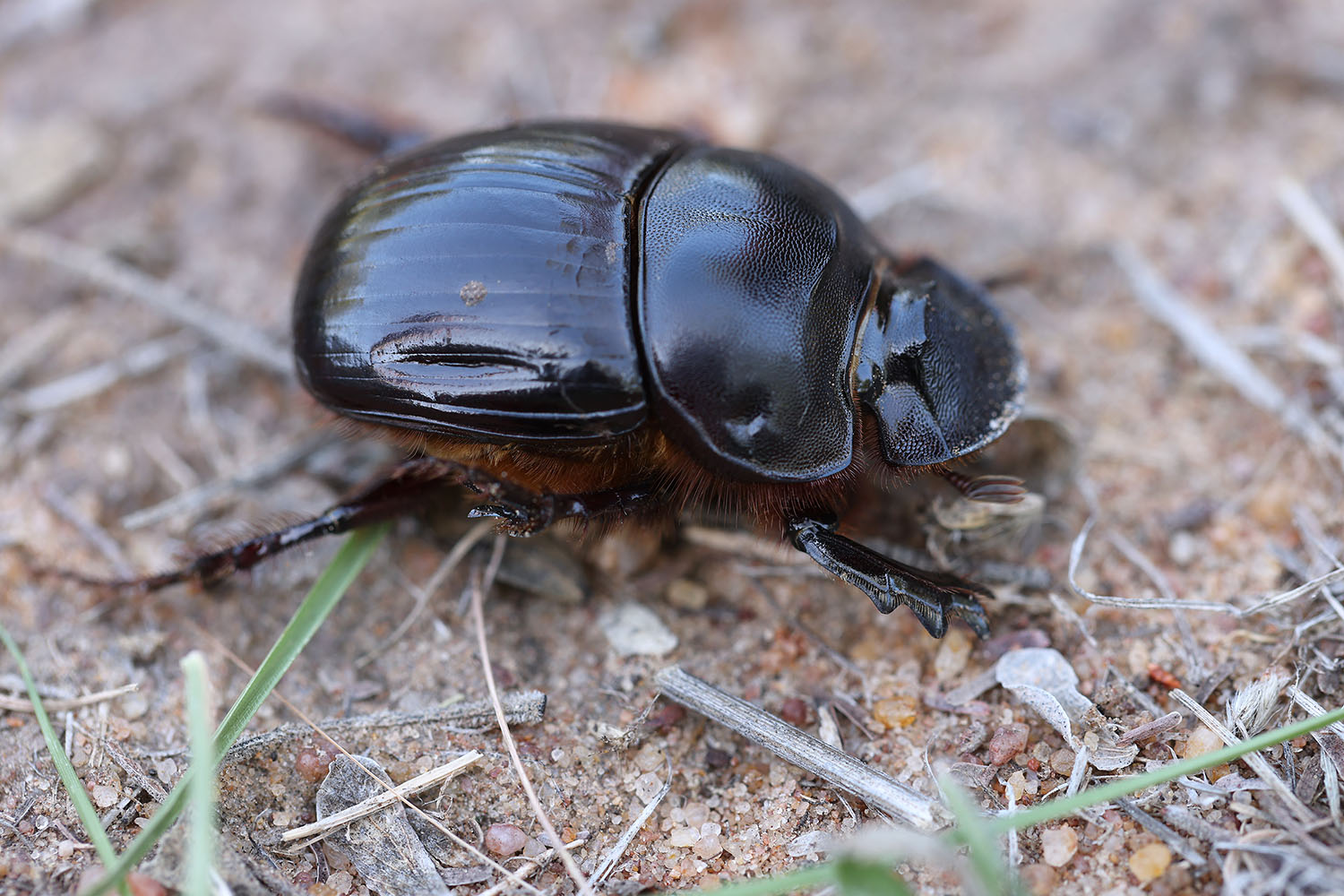 Catharsius calaharicus 