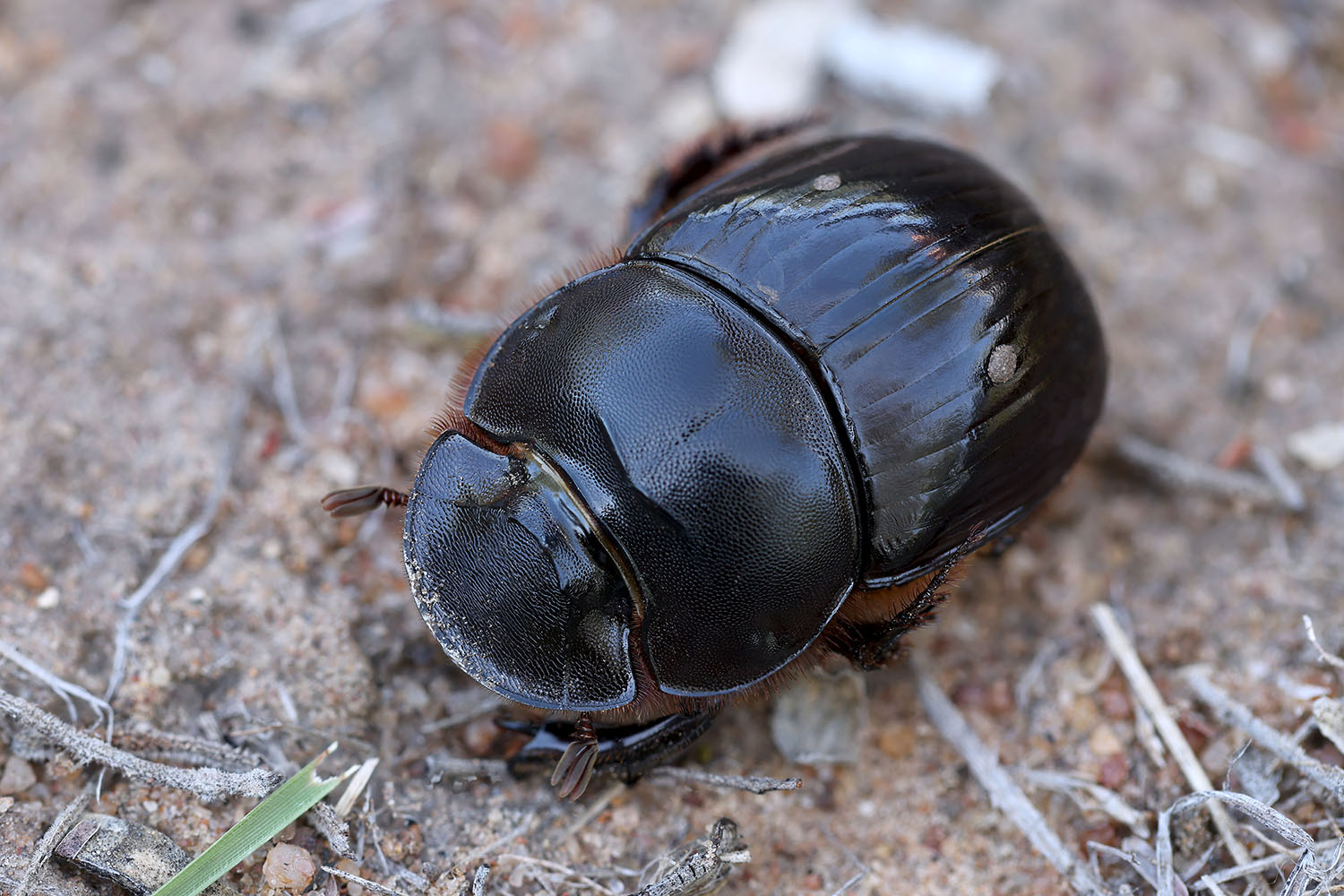 Catharsius calaharicus 