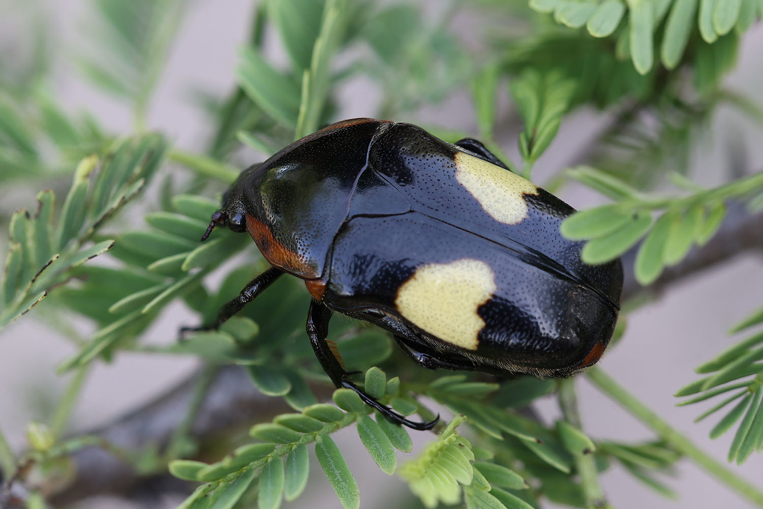 Chondrorrhina trivittata 