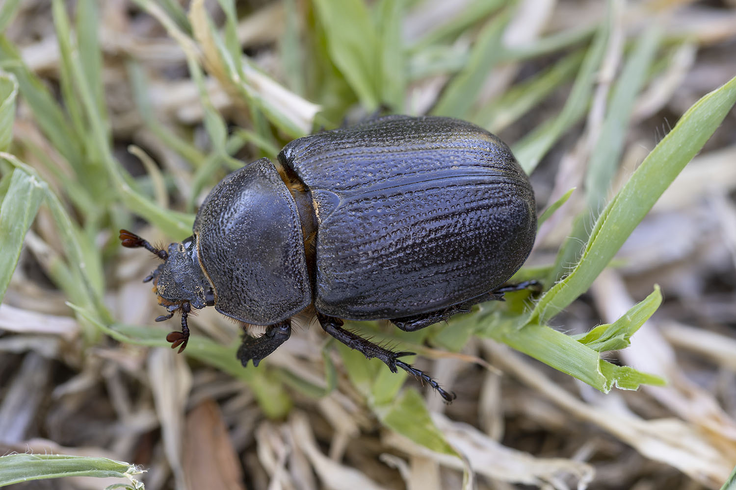 Cyphonistes vallatus vallatus