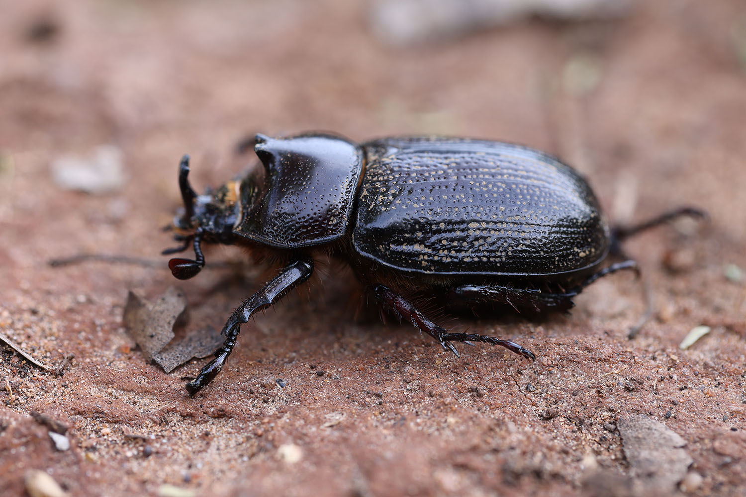 Cyphonistes vallatus vallatus