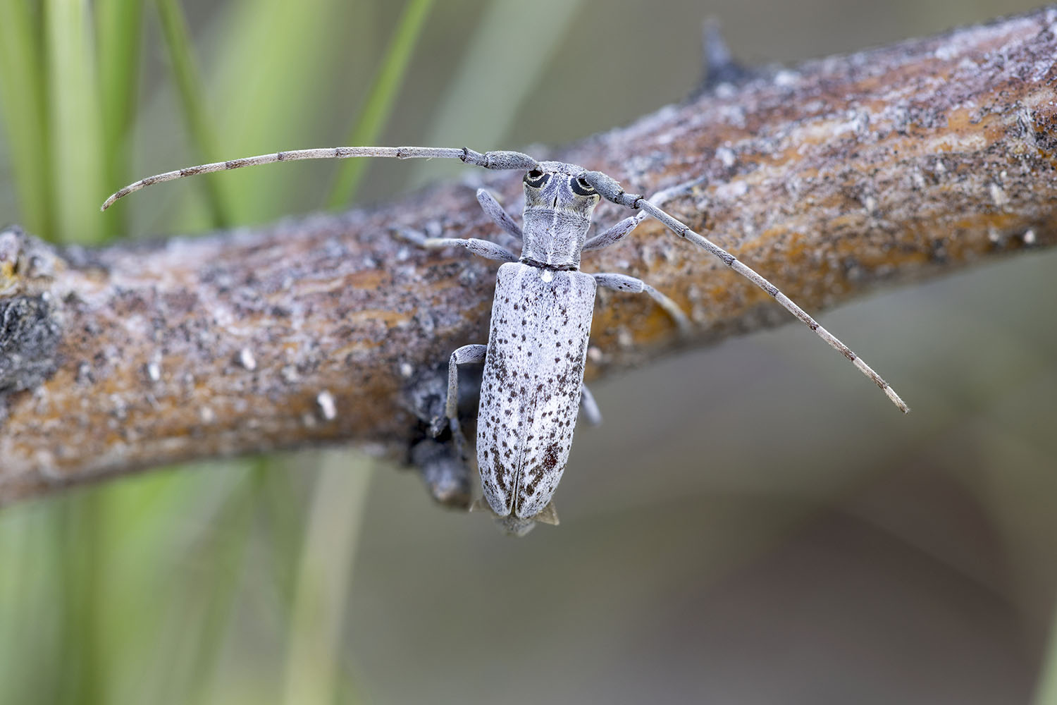 Eunidia brunneopunctata 