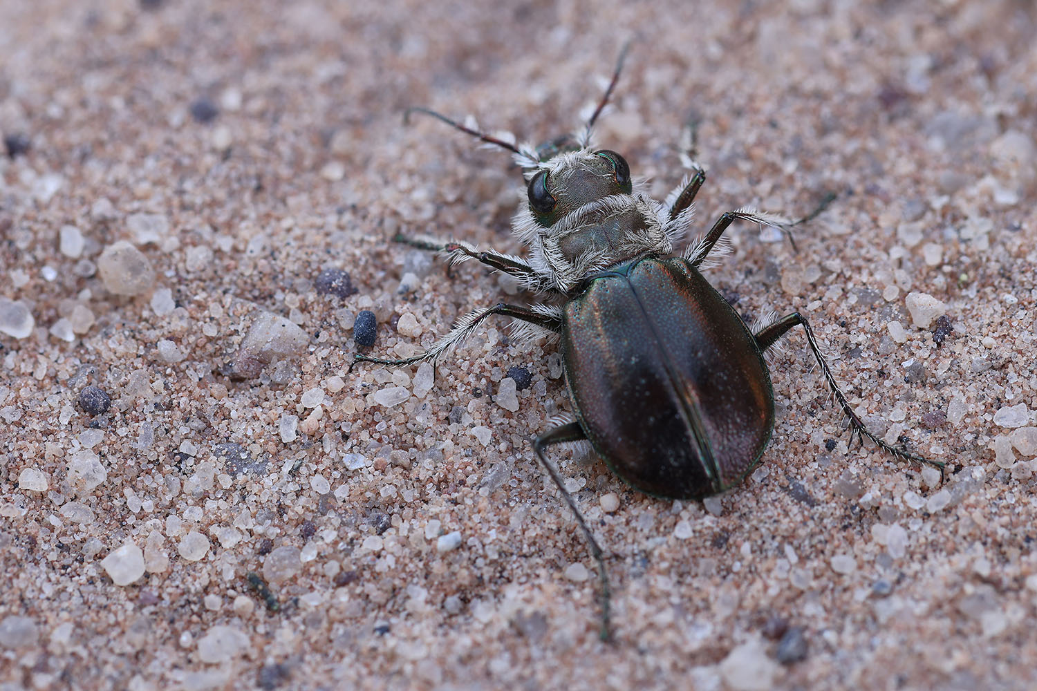 Eurymorpha cyanipes 