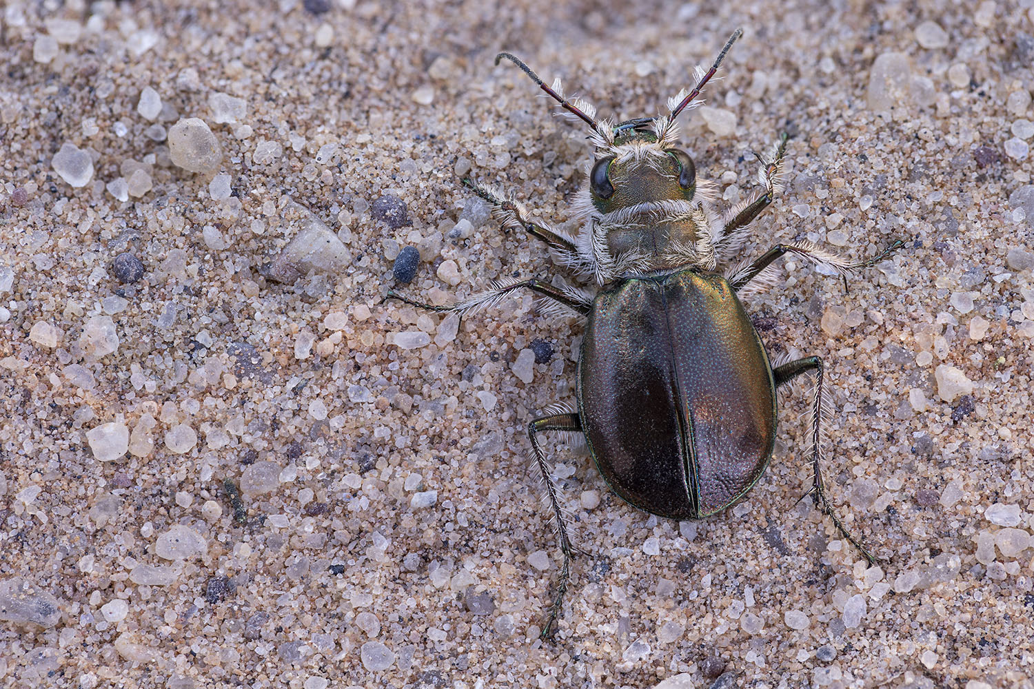 Eurymorpha cyanipes 