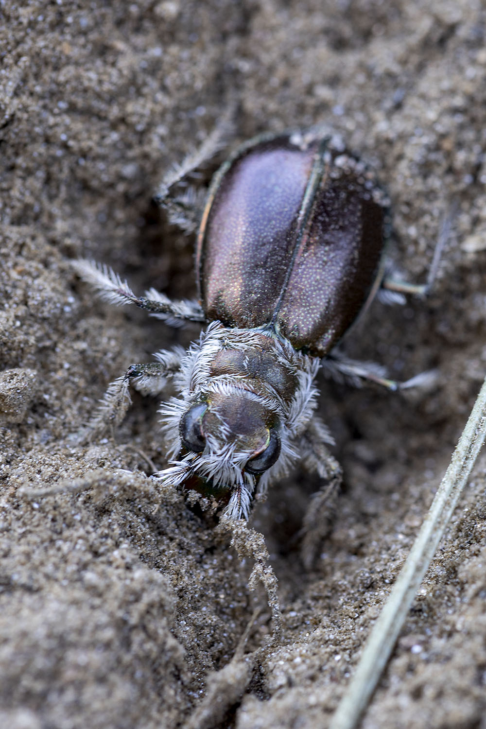 Eurymorpha cyanipes 