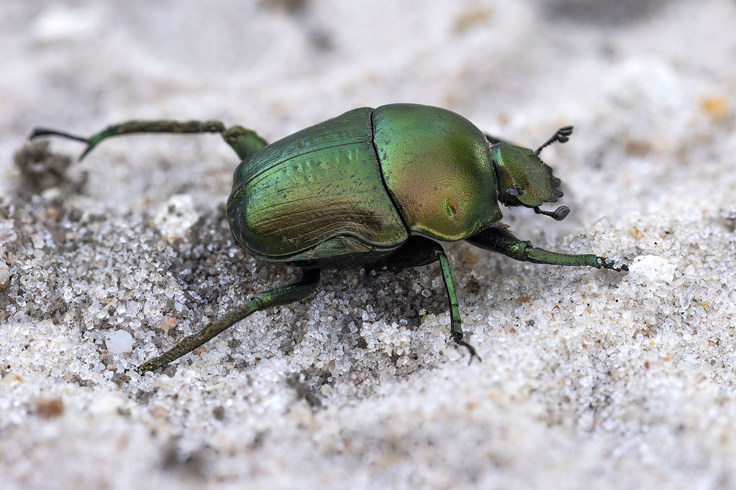 Gymnopleurus humeralis 