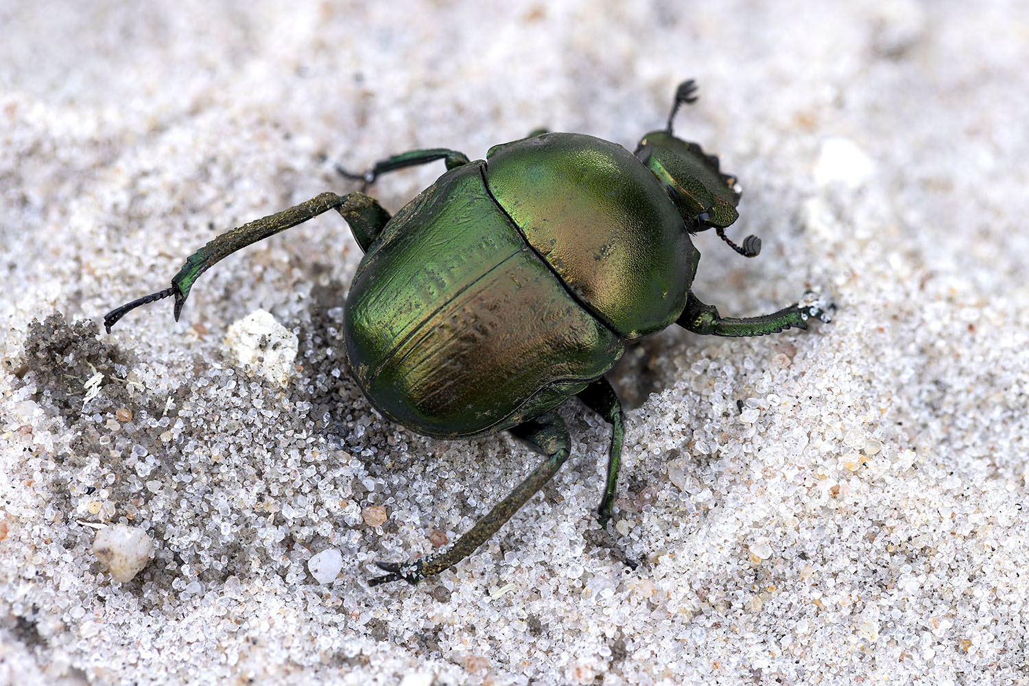 Gymnopleurus humeralis 