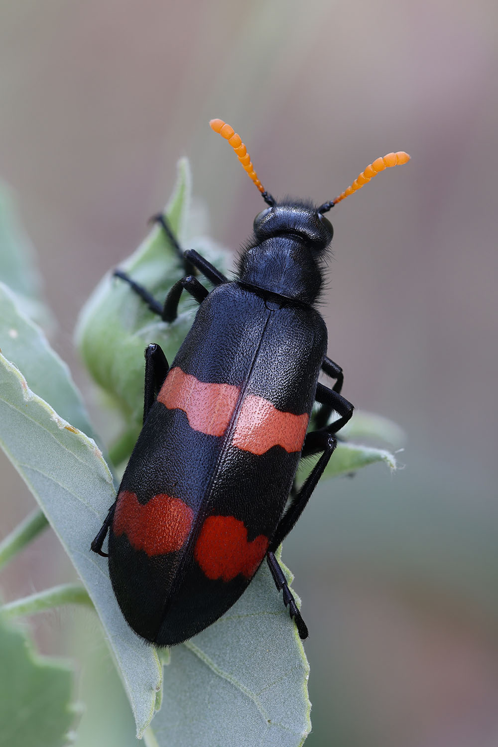 Hycleus bifasciatus 