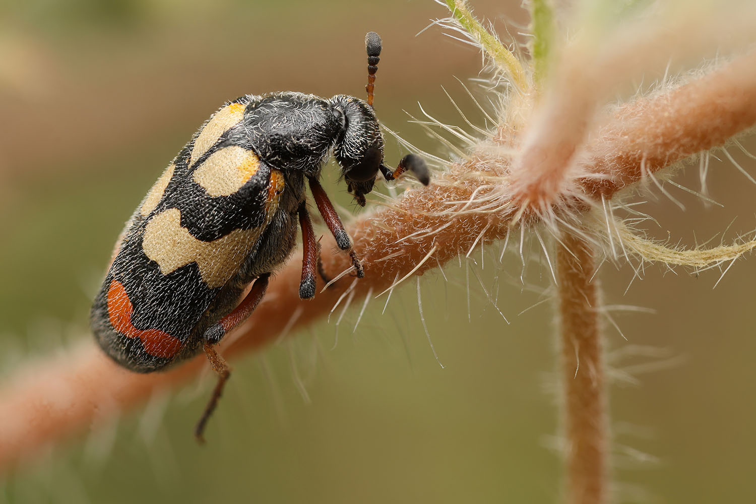 Hycleus deserticolus 