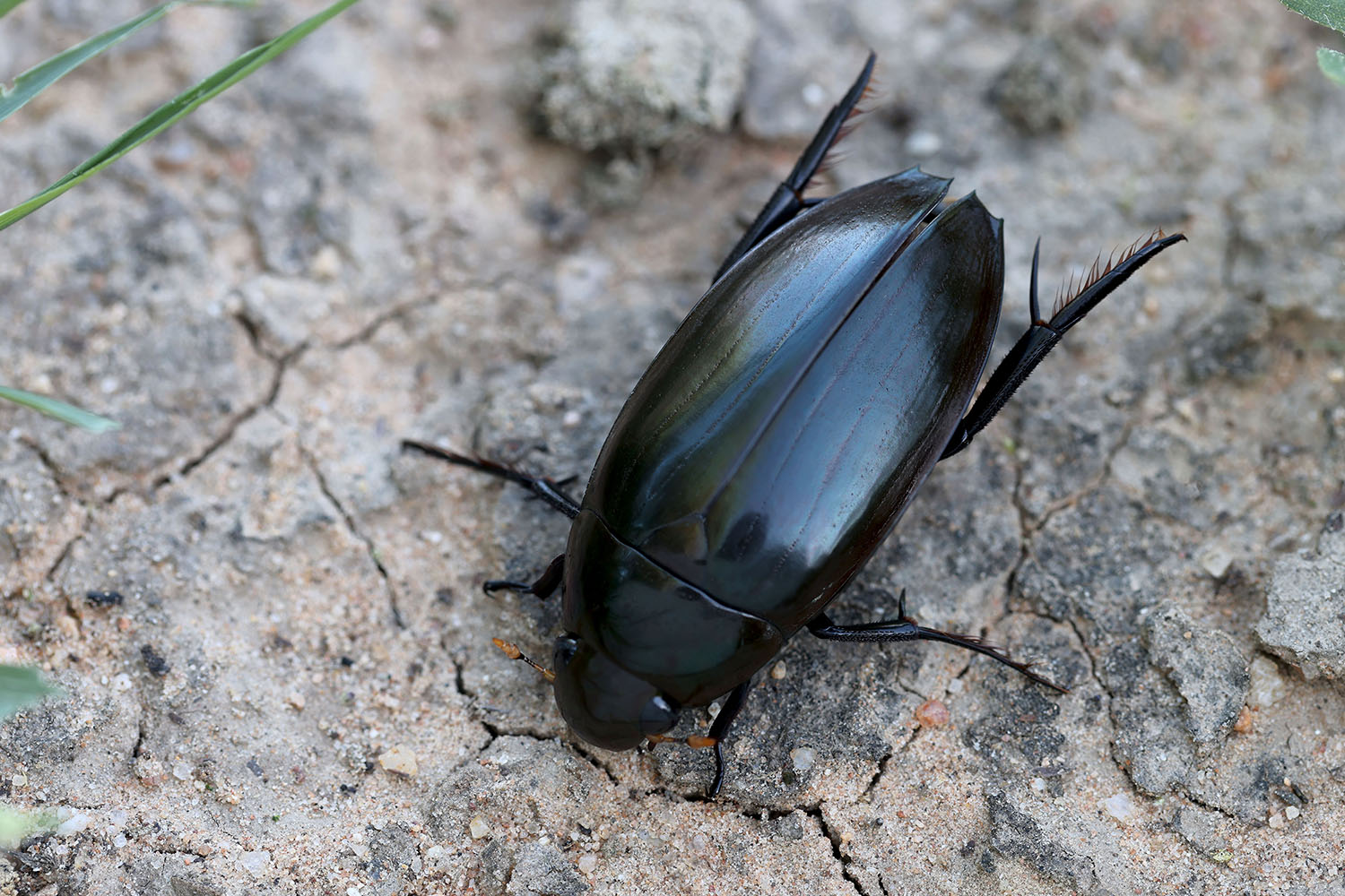 Hydrophilus aculeatus 