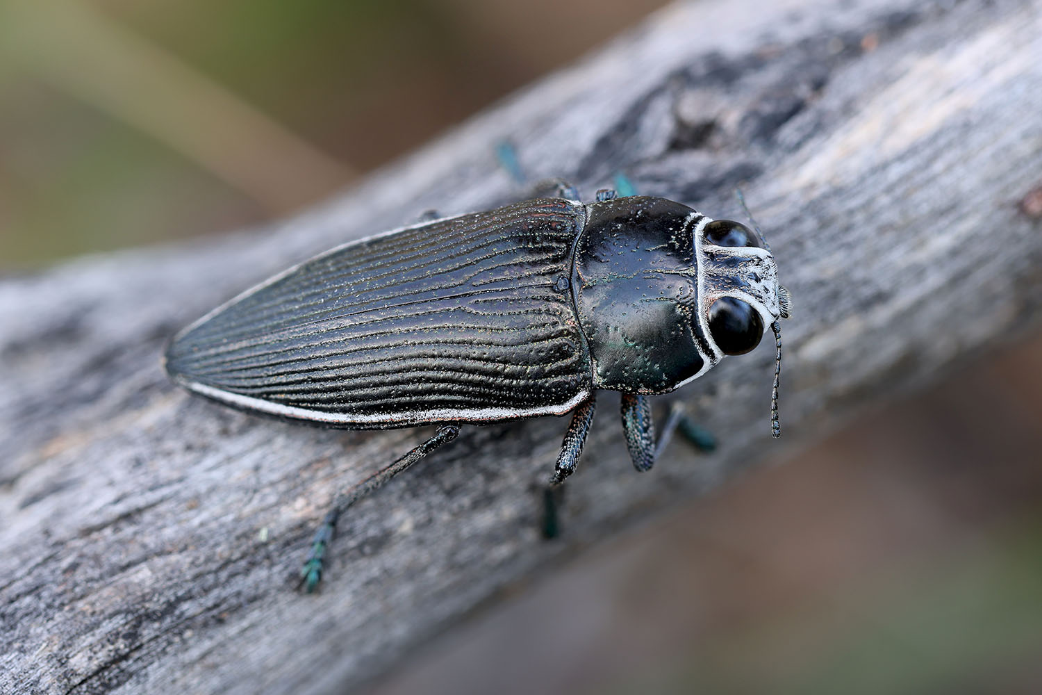 Lampetis foveicollis 