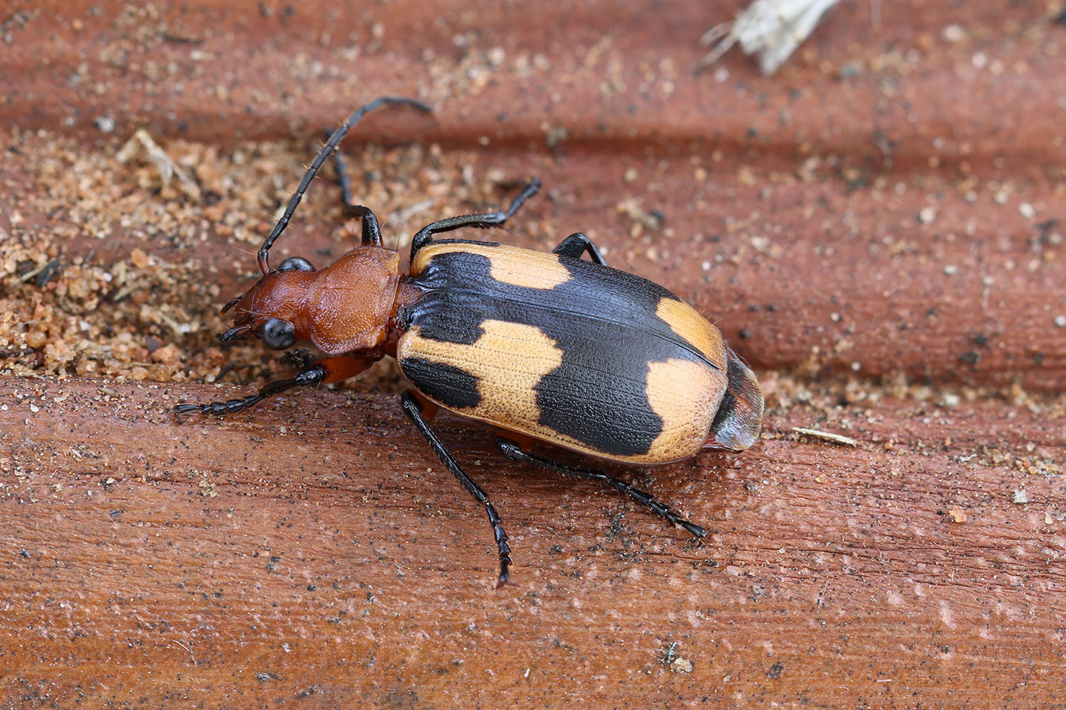 Lebia sp01 