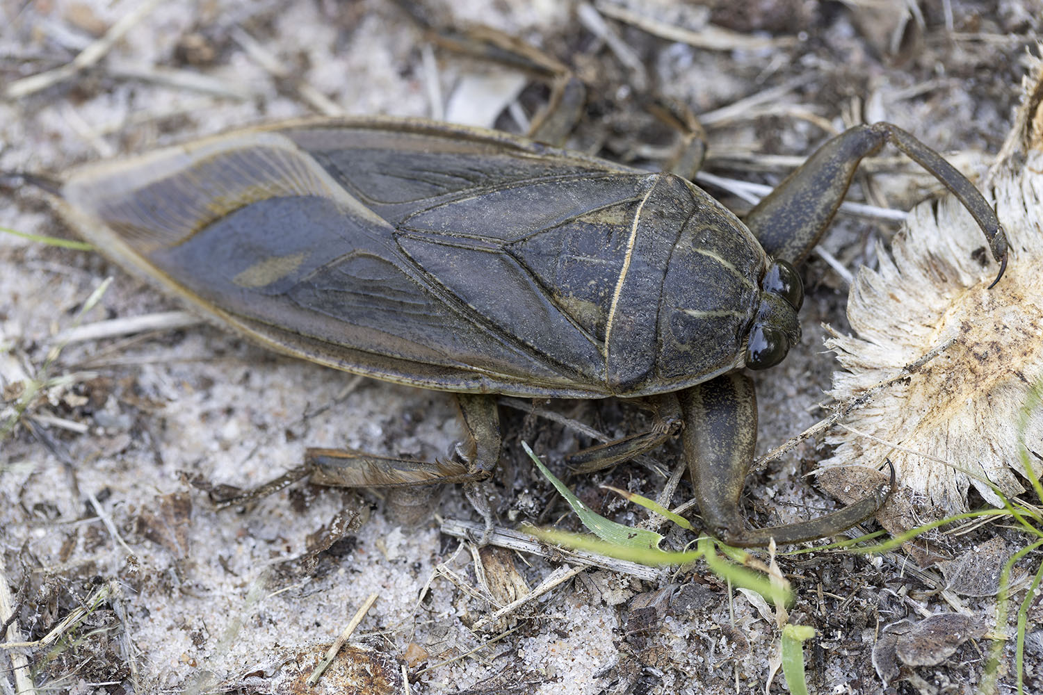 Lethocerus cordofanus 