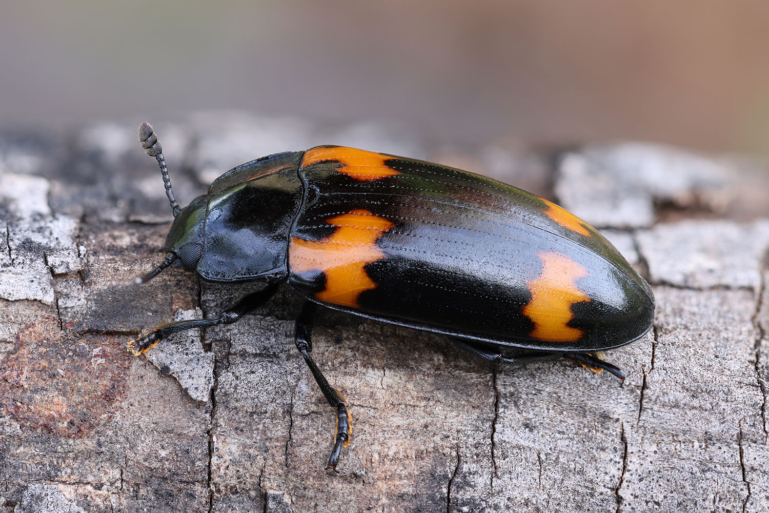 Megalodacne grandipennis 