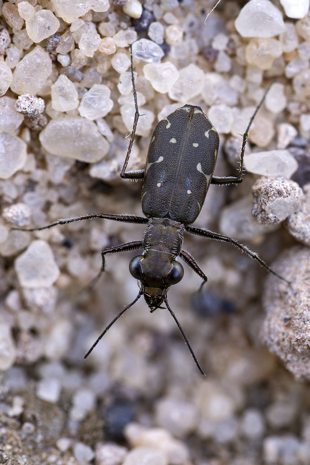 Myriochile melancholica 