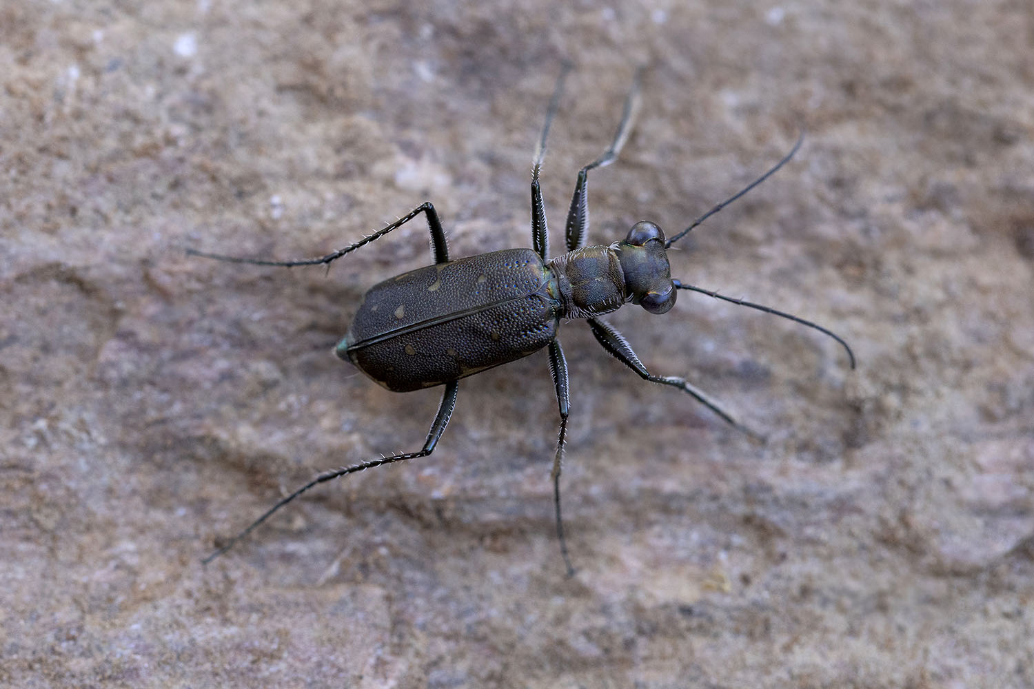 Myriochile melancholica 