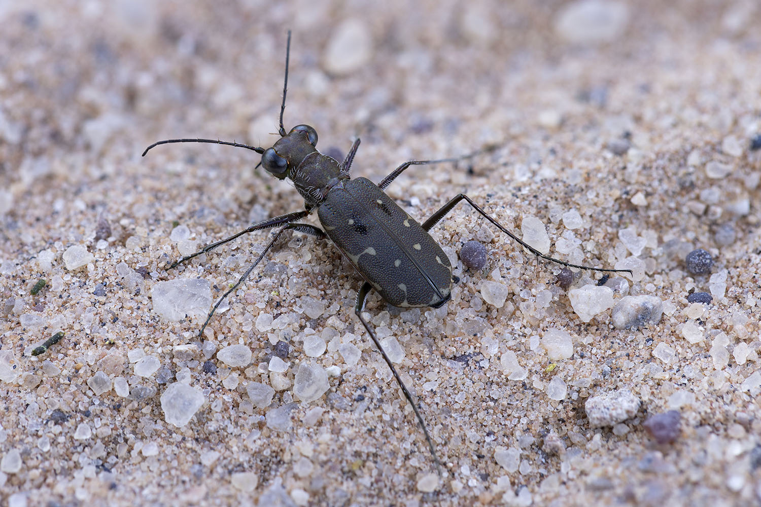 Myriochile melancholica 