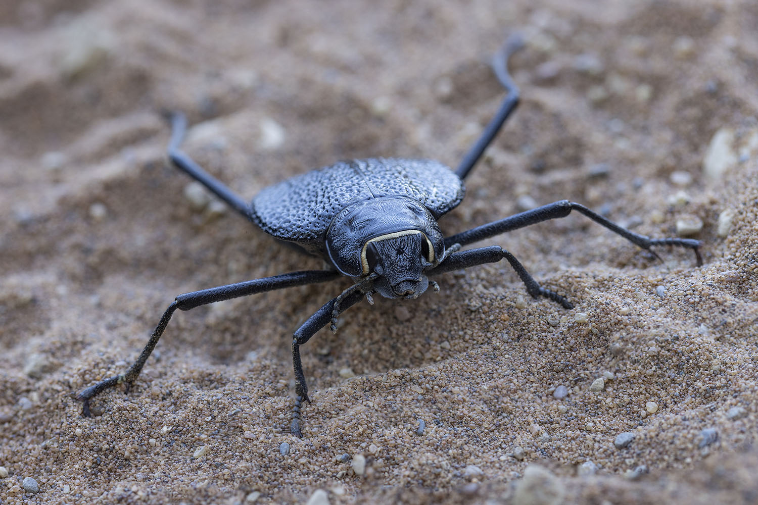 Onymacris plana 