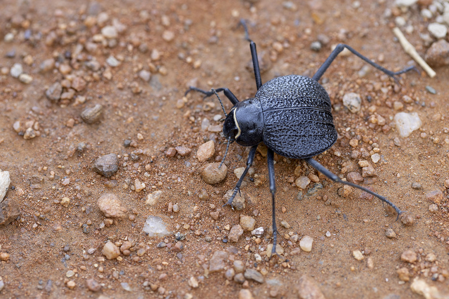 Onymacris plana 