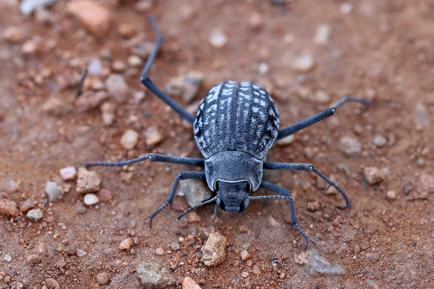 Onymacris rugatipennis albotessellata