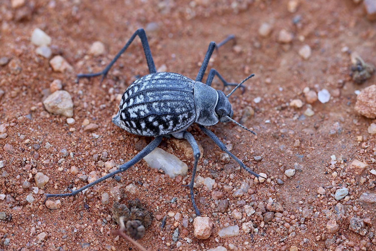 Onymacris rugatipennis albotessellata