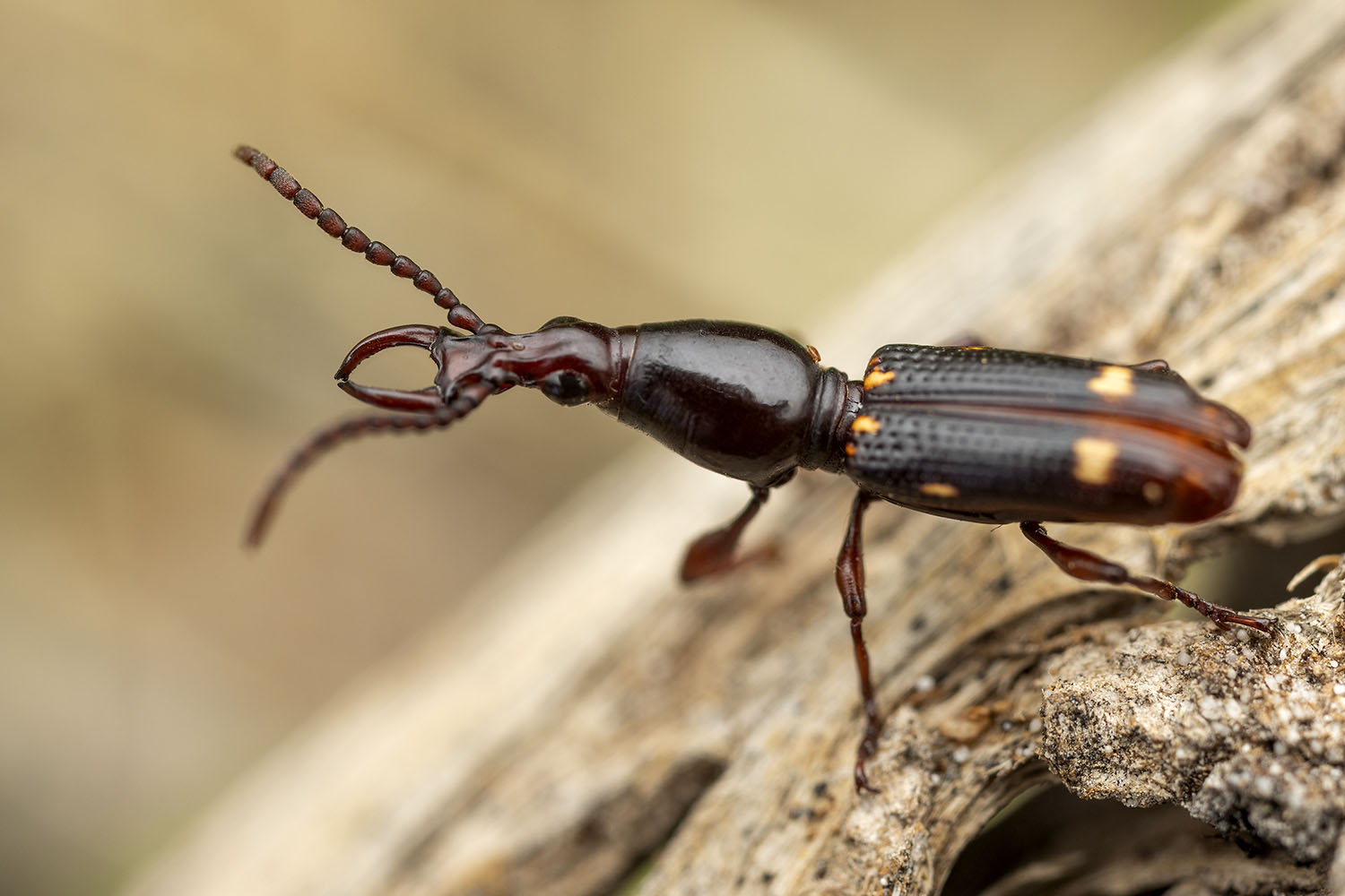 Orfilaia vulsellata 