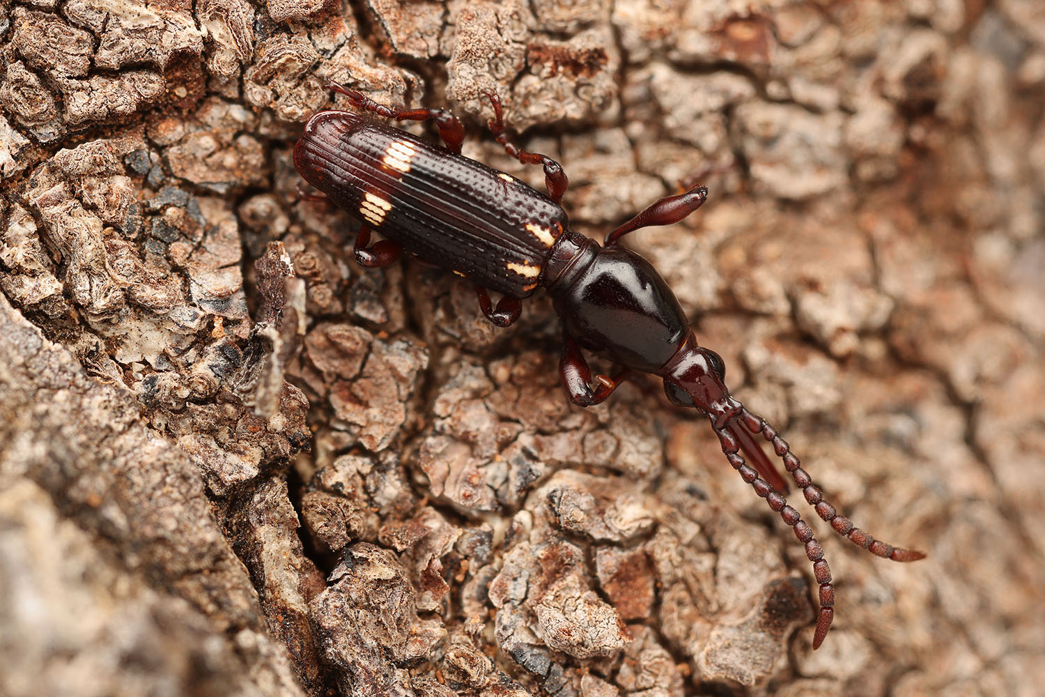 Orfilaia vulsellata 