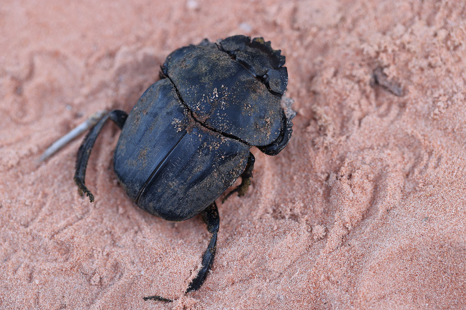 Pachylomera femoralis 