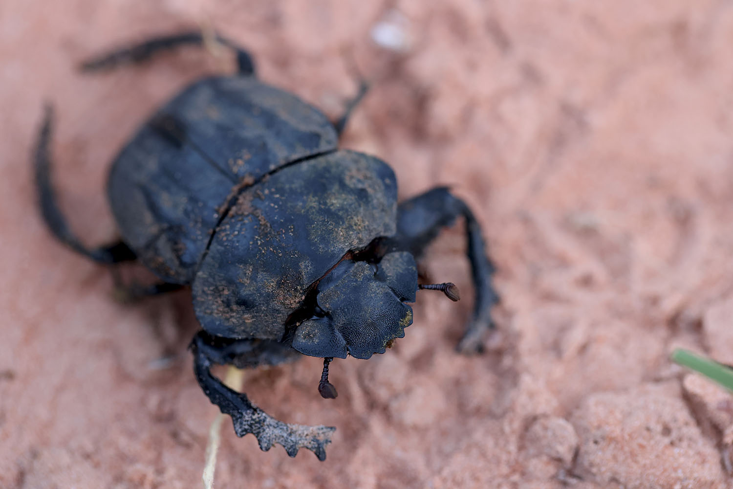 Pachylomera femoralis 