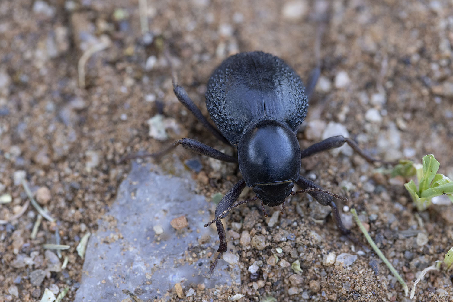 Psammodes vialis 