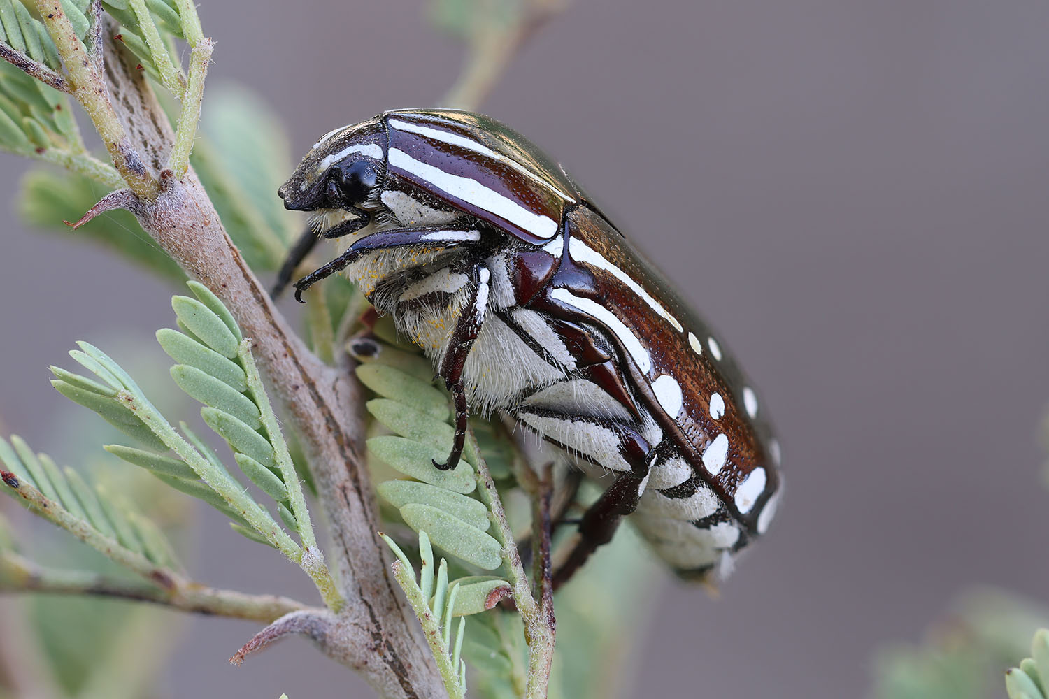 Rhabdotis sobrina 