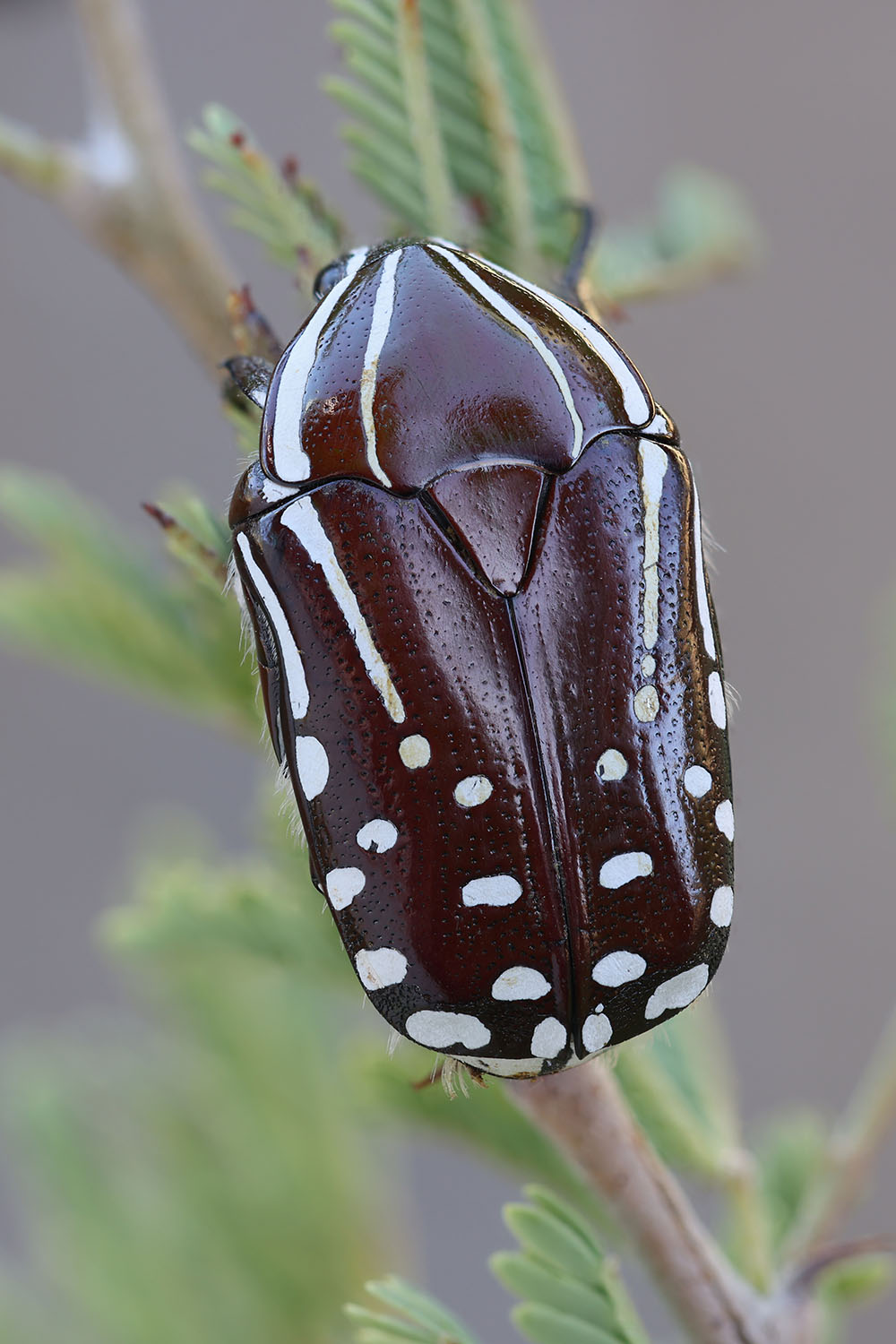 Rhabdotis sobrina 