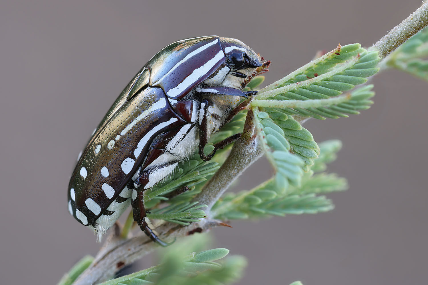 Rhabdotis sobrina 