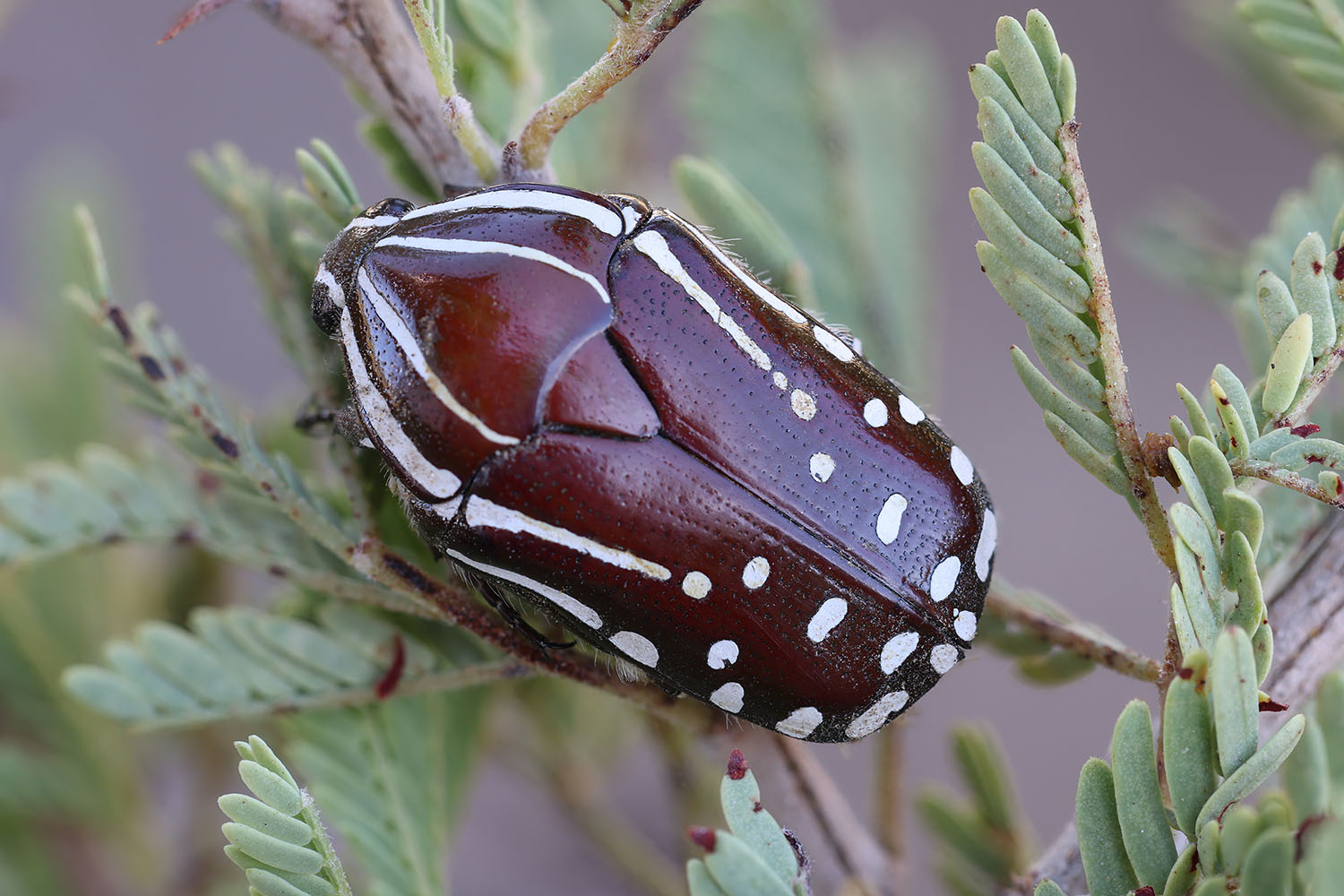 Rhabdotis sobrina 