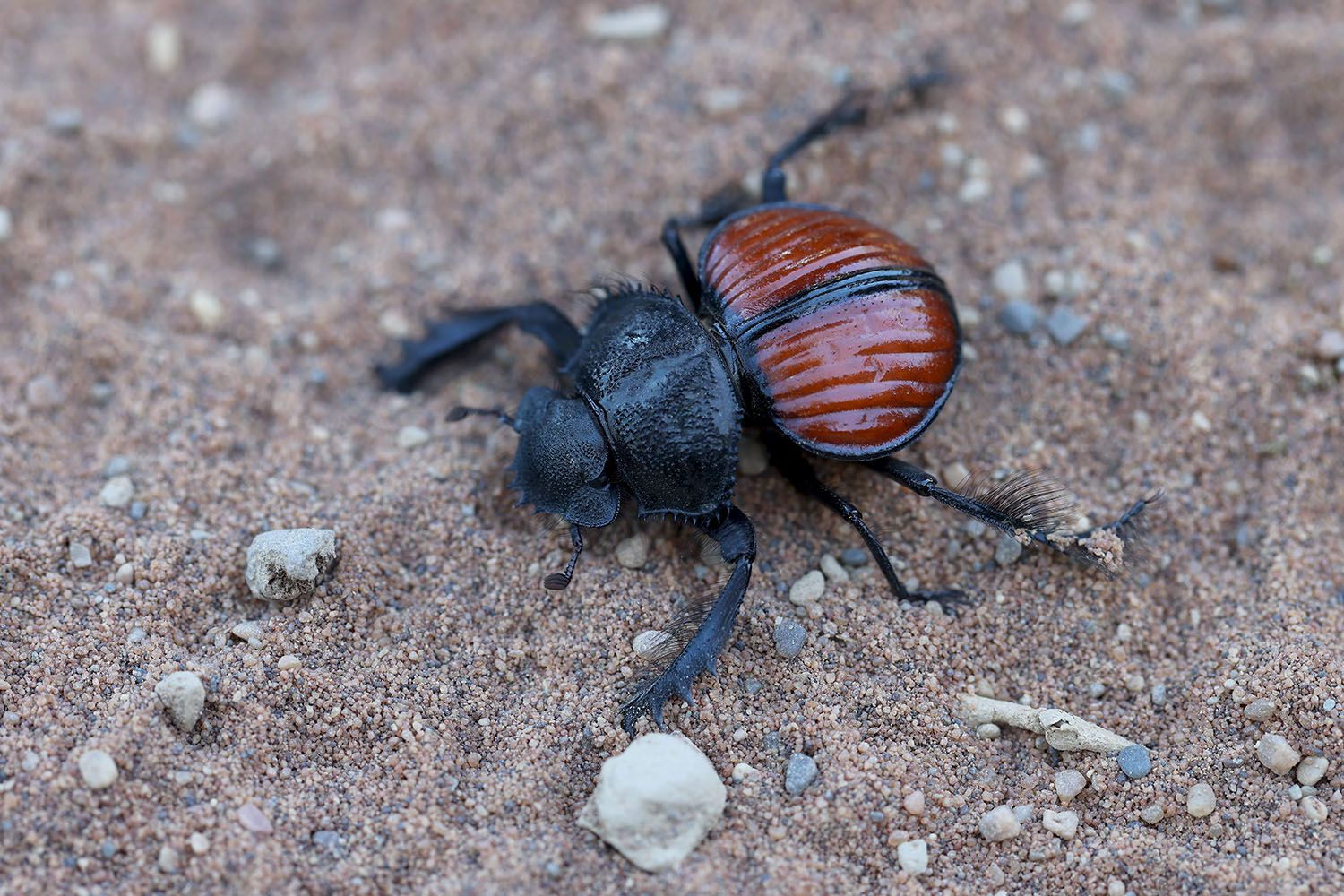 Scarabaeus denticollis 