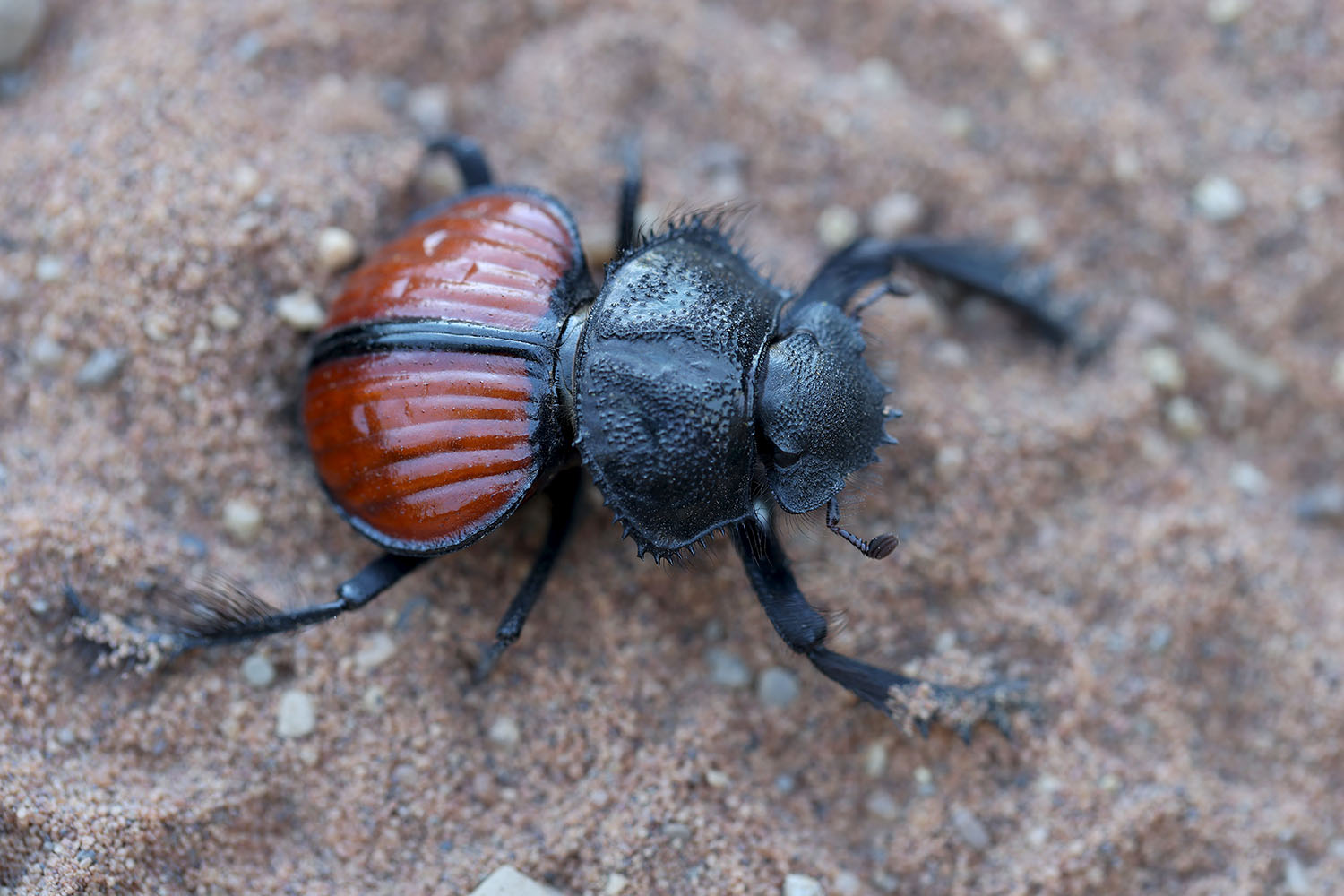 Scarabaeus denticollis 