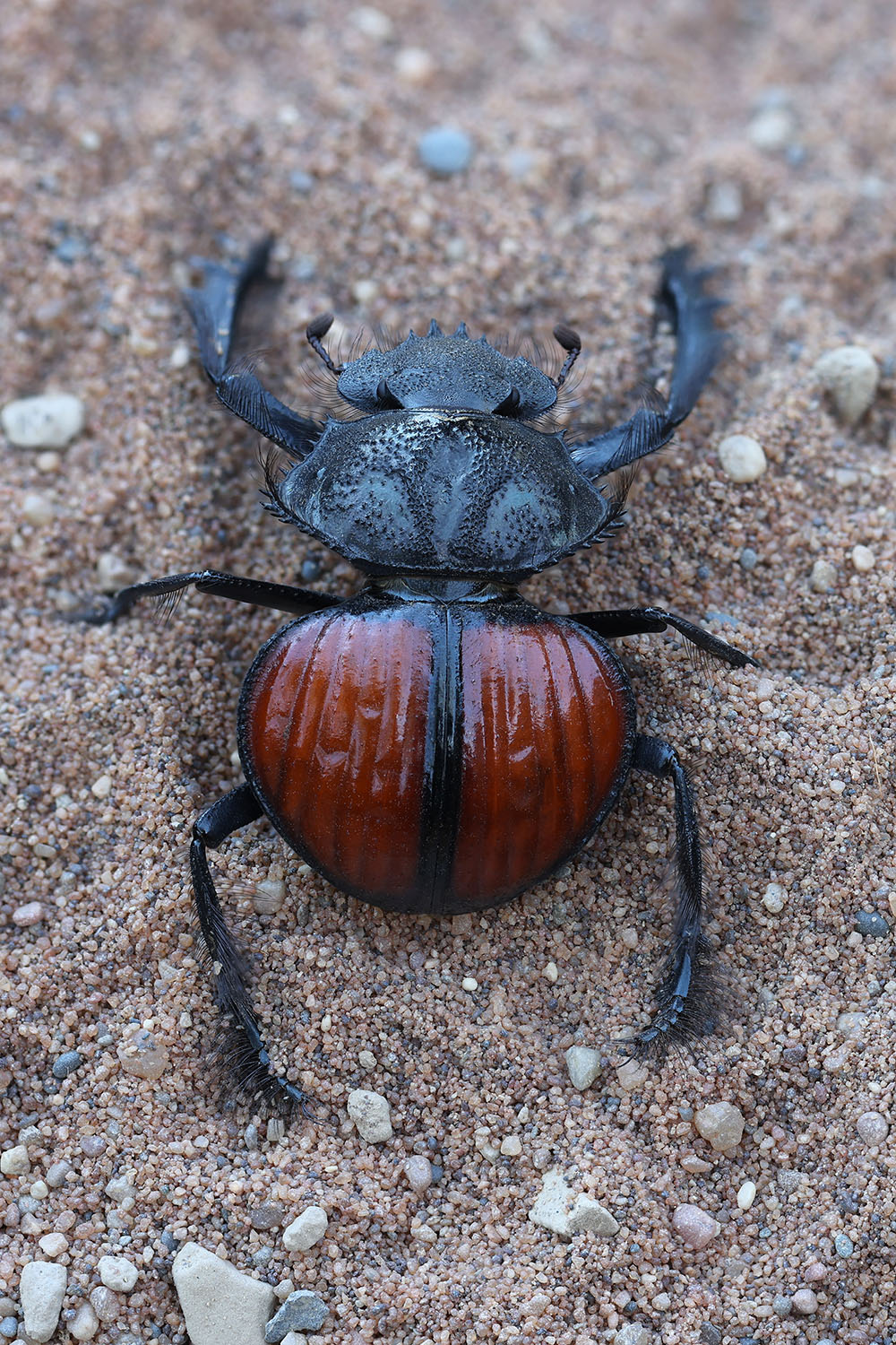 Scarabaeus denticollis 