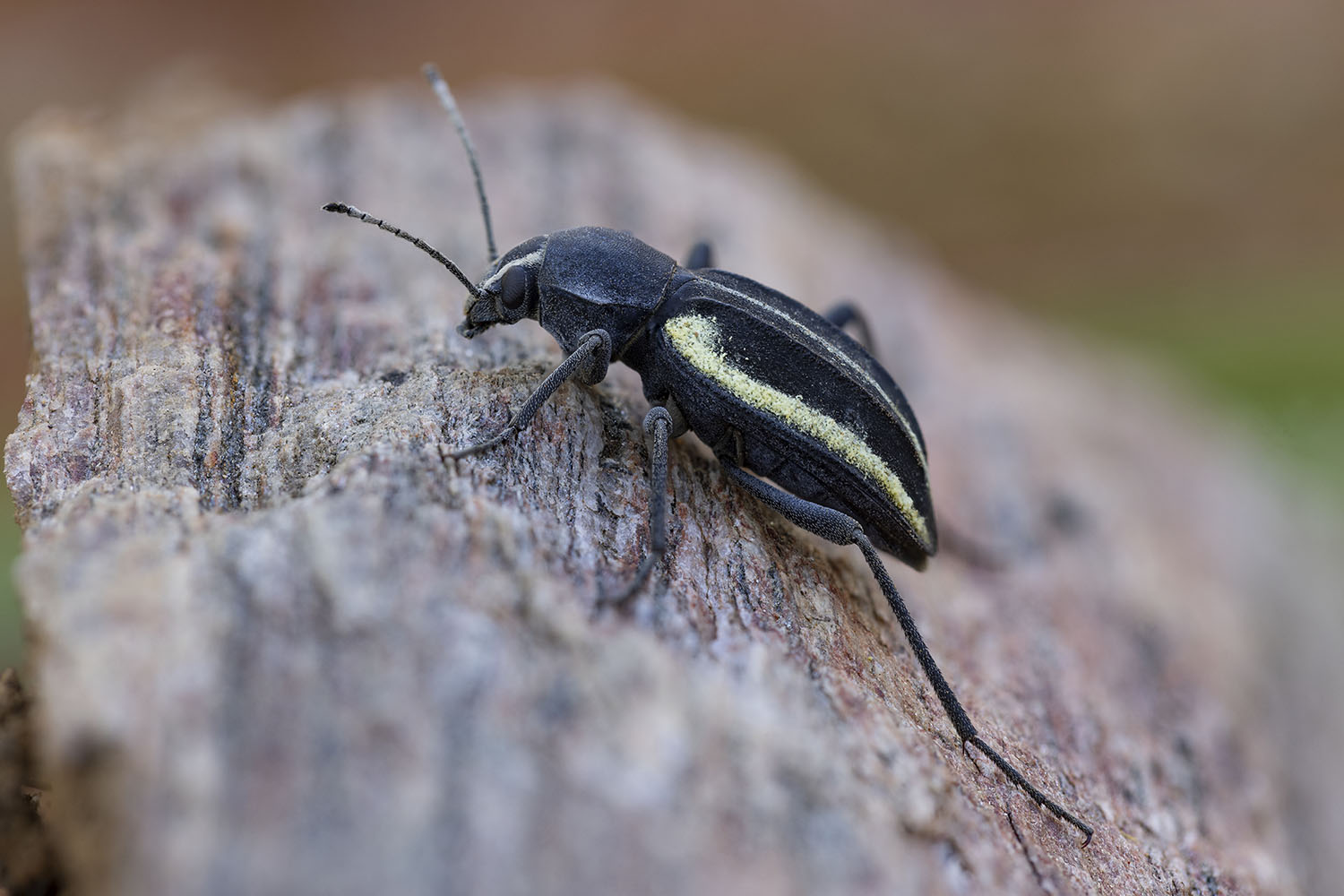 Somaticus bohemani bohemani