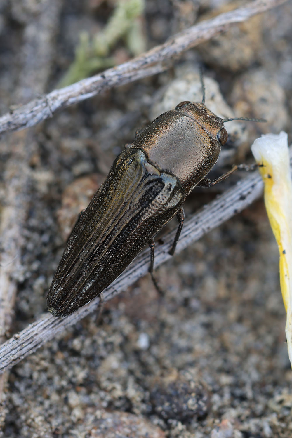 Sphenoptera sp01 