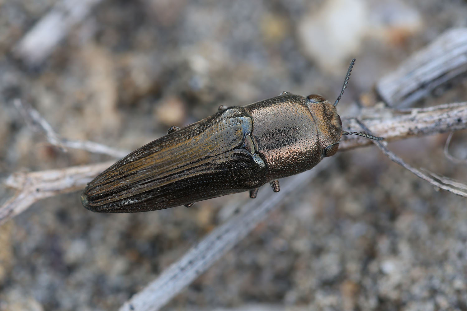 Sphenoptera sp01 